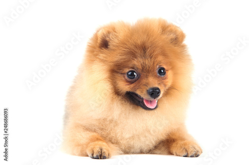 Pomeranian dog isolated on white background