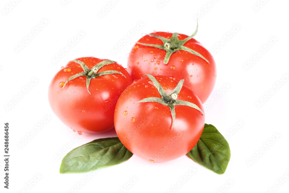 Fresh tomatoes with basil leafs isolated on white background Fresh tomatoes with basil leafs isolated on white background