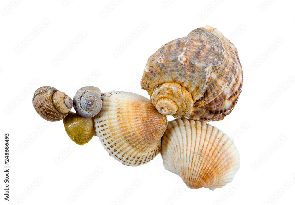 seashells on a white background seashells on a white background
