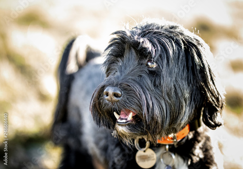 Foto The Tibetan Terrier