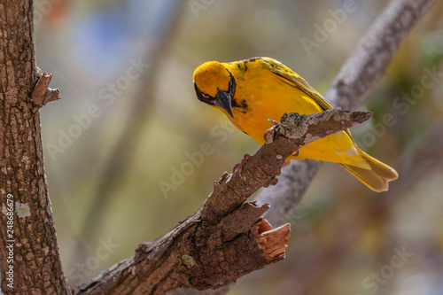 Angry yellow village weaver (Ploceus cucullatus) on a tree branch on natural blurred background, Mauritius island. Selective focus. © Arkadii Shandarov