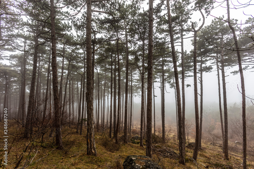 Obraz premium misty forest background