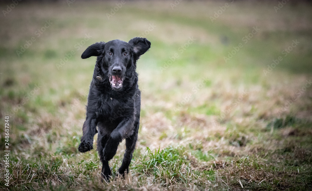 The Flat Coated Retriever