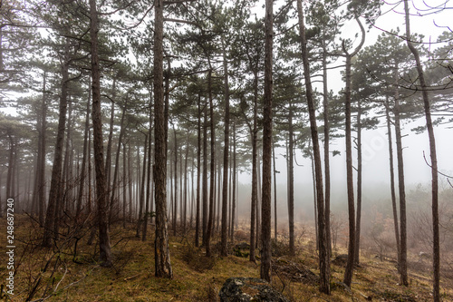 misty forest background 