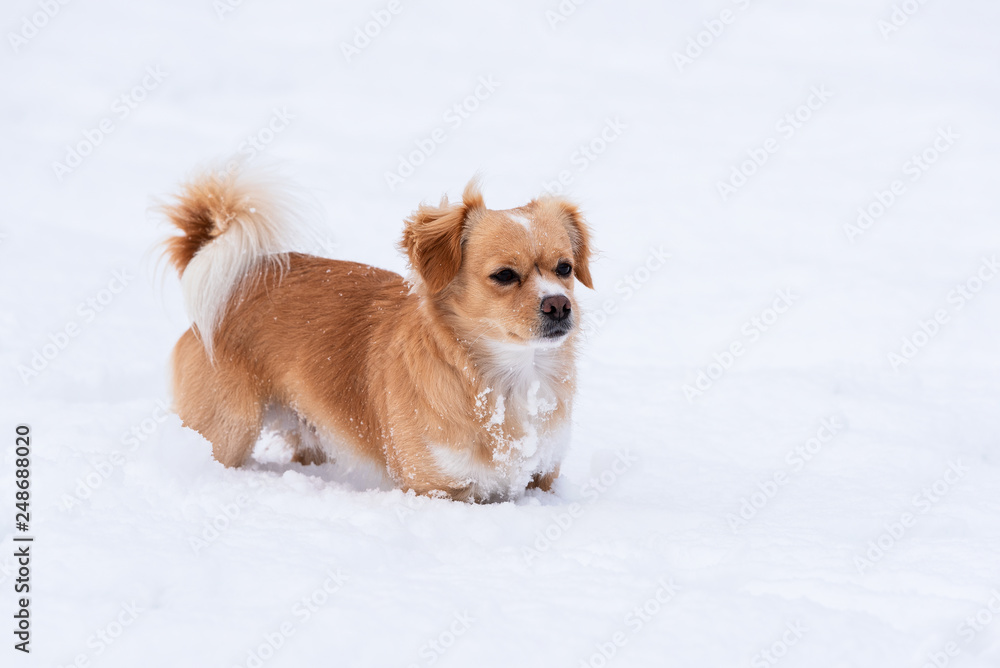 Petit chien dans la neige Petit chien dans la neige