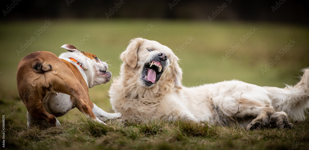 Fototapeta premium The Golden Retriever