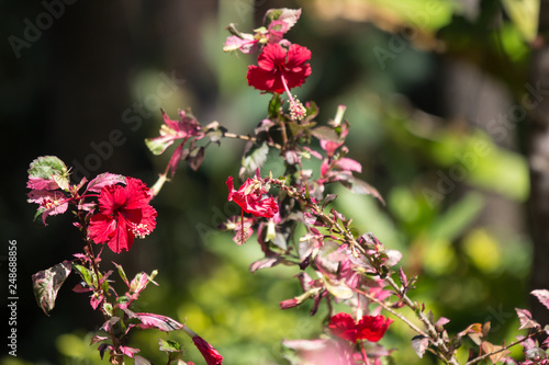 Close up of red Hibiscus rosa-sinensis