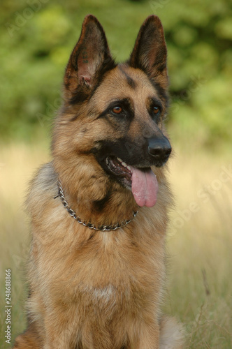 German shepherd dog sitting in nature