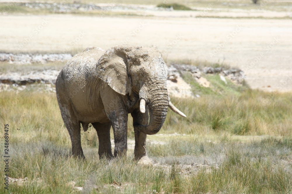 Obraz premium Elephant Africa