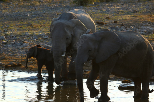 Elephant Africa