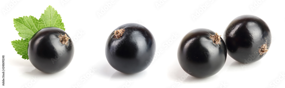black currant with leaf isolated on white background. Set or collection black currant with leaf isolated on white background. Set or collection