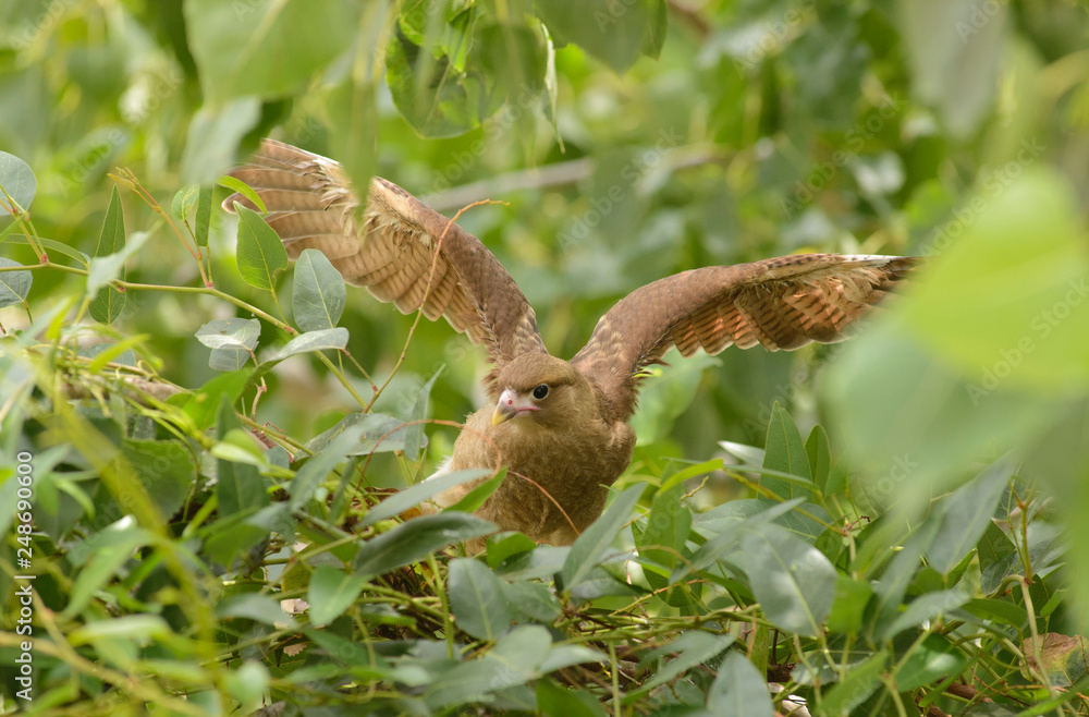 Chimango practicing its first flights. 