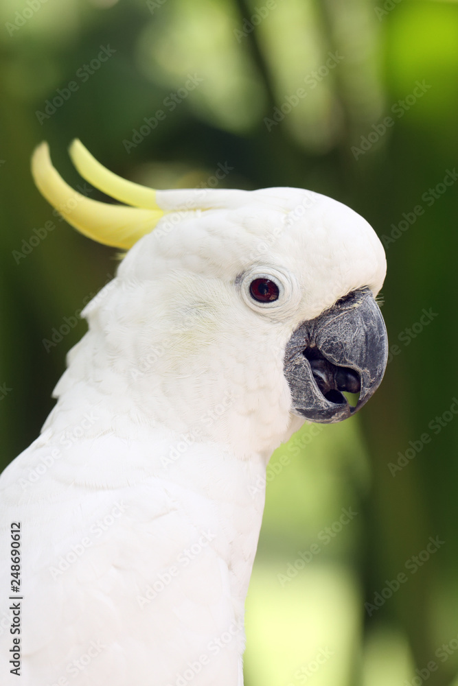 The yellow-crested cockatoo (Cacatua sulphurea) also known as the lesser sulphur-crested cockatoo, portait with green background. The yellow-crested cockatoo (Cacatua sulphurea) also known as the lesser sulphur-crested cockatoo, portait with green background.