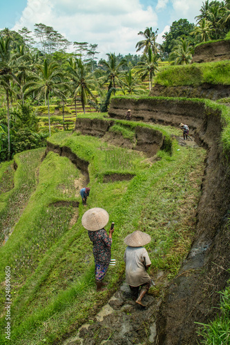 Plantação de arroz       ASIA photo