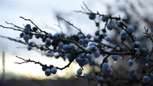 Blue berry berries captured during sunset during snowfall with colorful sky