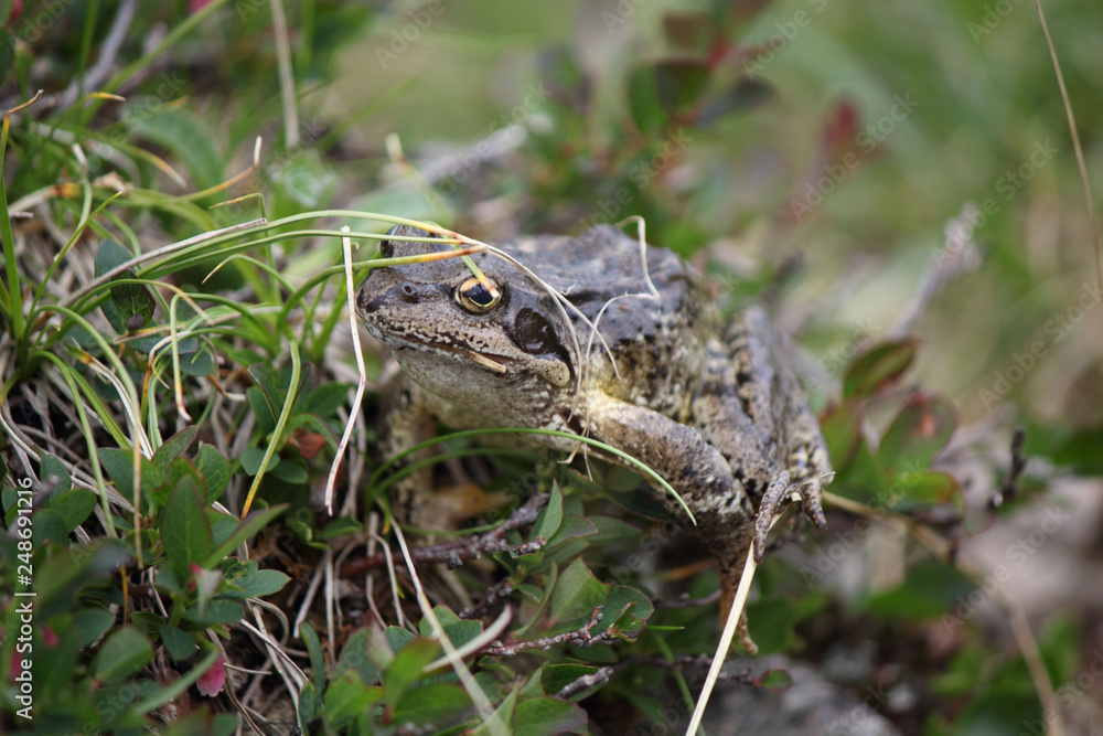 Fototapeta premium Rospo in alta montagna