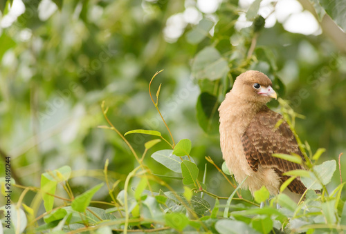 Chimango. Milvago Chimango. Breeding Chimango waiting for his parents. photo