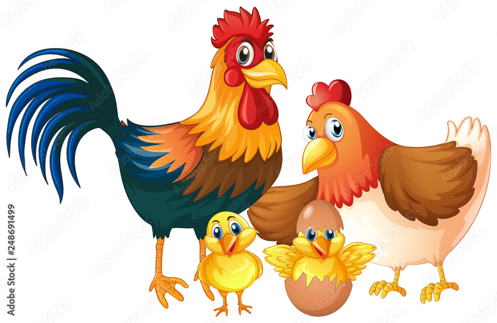 Fototapeta premium Isolated chicken family on white background