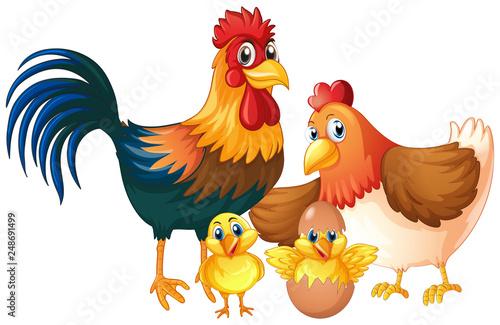 Isolated chicken family on white background