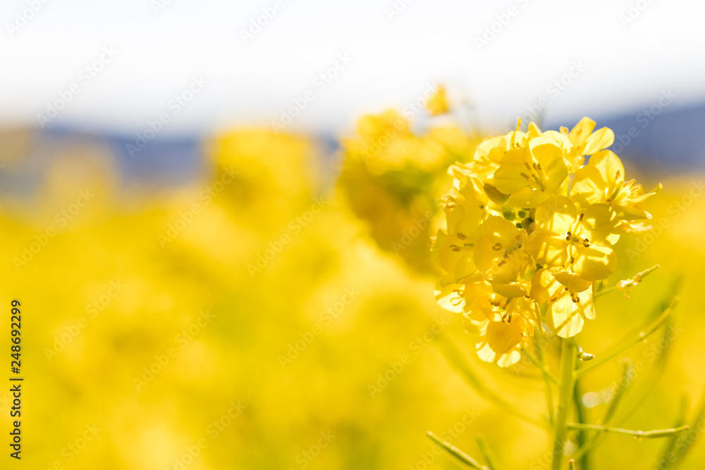 Rapeseed field of Kamogawa-city, Chiba Prefecture Rapeseed field of Kamogawa-city, Chiba Prefecture