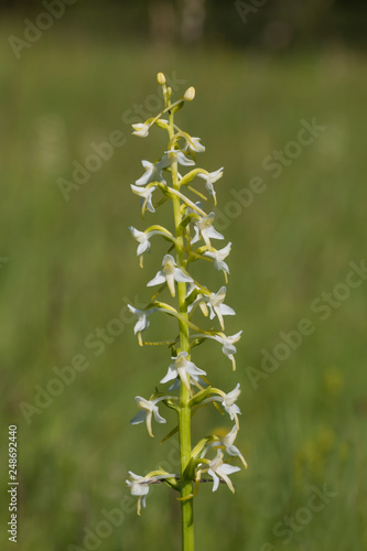 Wilde Orchidee, weiße Waldhyazinthe - platanthera bifolia
