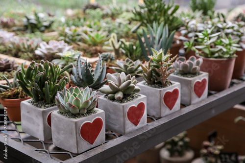 Succulents plants collection prepared in beautiful pots for Valentines Day gift concept in the flowers bar.