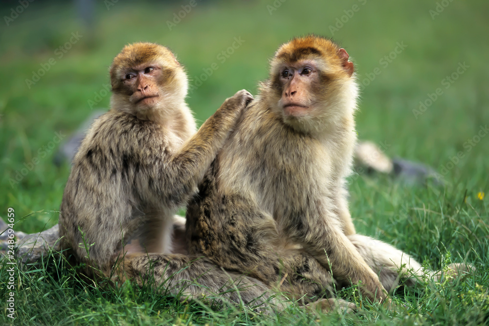 Poster en cadre Singe magot ous macaque berbère (Macaca sylvanus) 