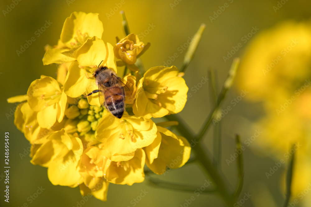 Rapeseed field and bee of Kamogawa-city, Chiba Prefecture Rapeseed field and bee of Kamogawa-city, Chiba Prefecture