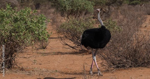 Somali Ostrich, Struthio camelus molybdophanes, Male walking through the Bush, Samburu Park in Kenya, Real Time 4K photo