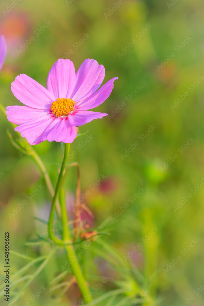 Beautiful pink cosmos flower in green background Beautiful pink cosmos flower in green background