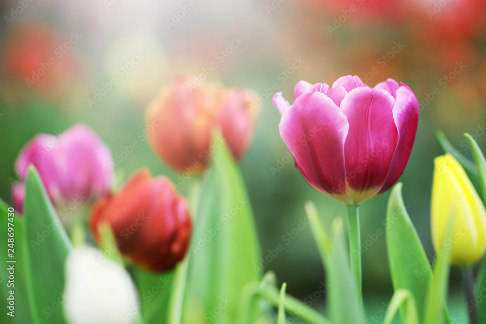 Soft light spring flowers, Purple, red and yellow tulip flowers background, Selective focus. Soft light spring flowers, Purple, red and yellow tulip flowers background, Selective focus.