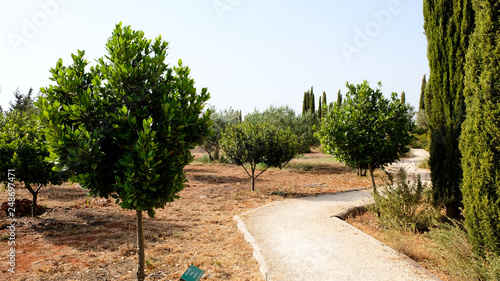 Laurel shrub or bay tree. Blue sky on the background. photo