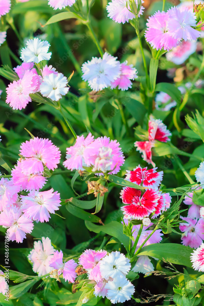 Beautiful Pink, Indian pink, China pink, or Rainbow pink Flowers inthe garden on the sunny day. Selective focus Beautiful Pink, Indian pink, China pink, or Rainbow pink Flowers inthe garden on the sunny day. Selective focus