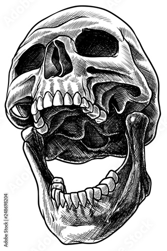 Detailed graphic realistic cool black and white human skull with open mouth. Hand drawn Line art. On white background. Vector icon.