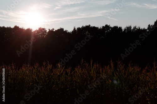 Maisfeld im Sonnenuntergang