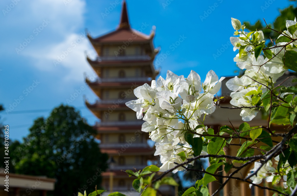 Jasmine blossom in Vinh Trang Temple in My Tho, Vietnam