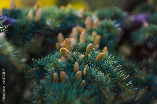 Coniferous tree with many cones