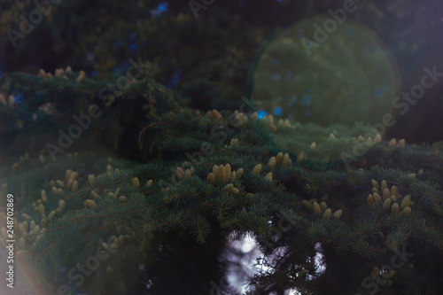 Coniferous tree with many cones