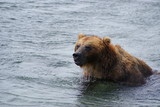 Kamchatka brown bear in the lake