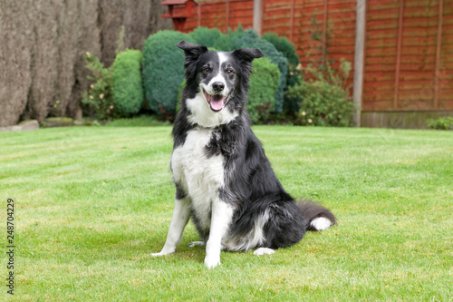 Border Collie