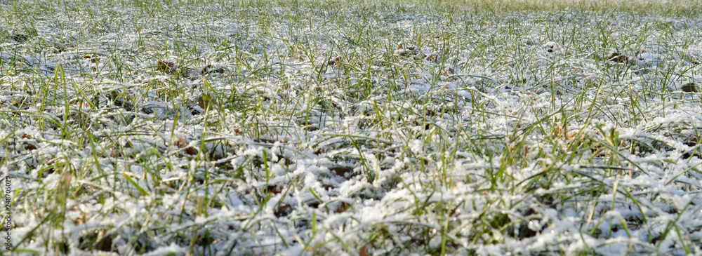 first autumn snow on green grass first autumn snow on green grass