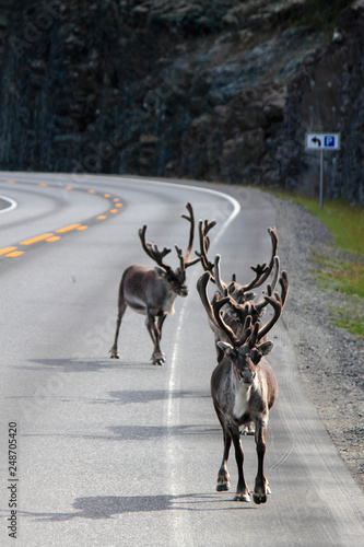 reindeer in single file, except one...
