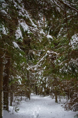 Path in winter forest  © Ziggy B