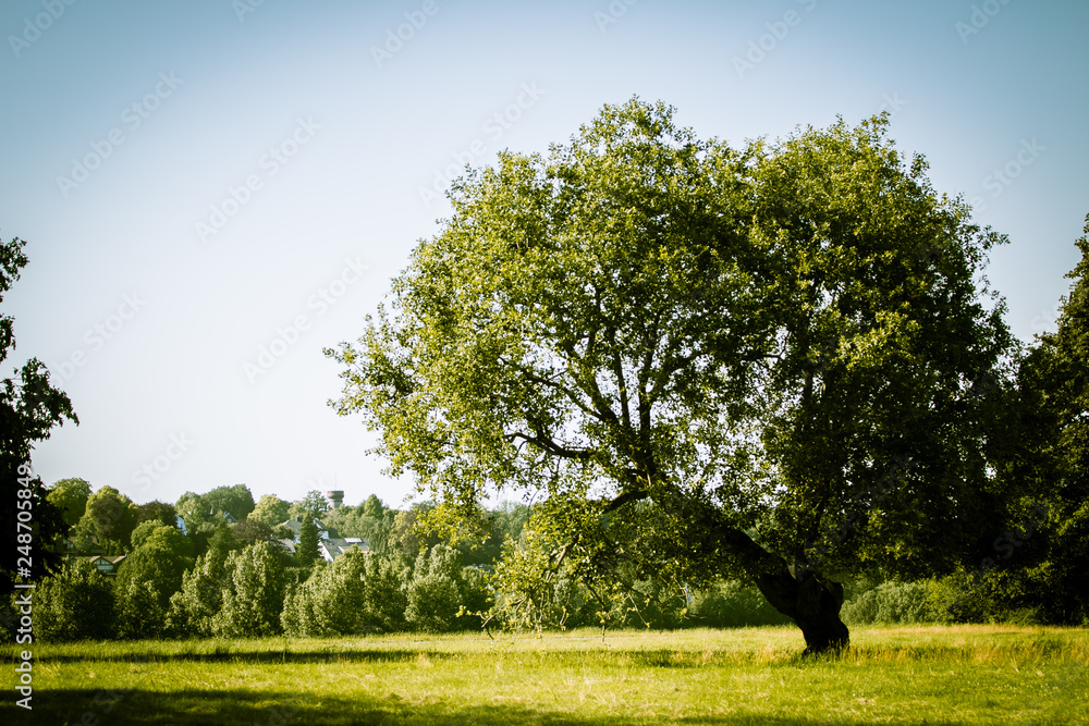 Obraz premium Summer Tree