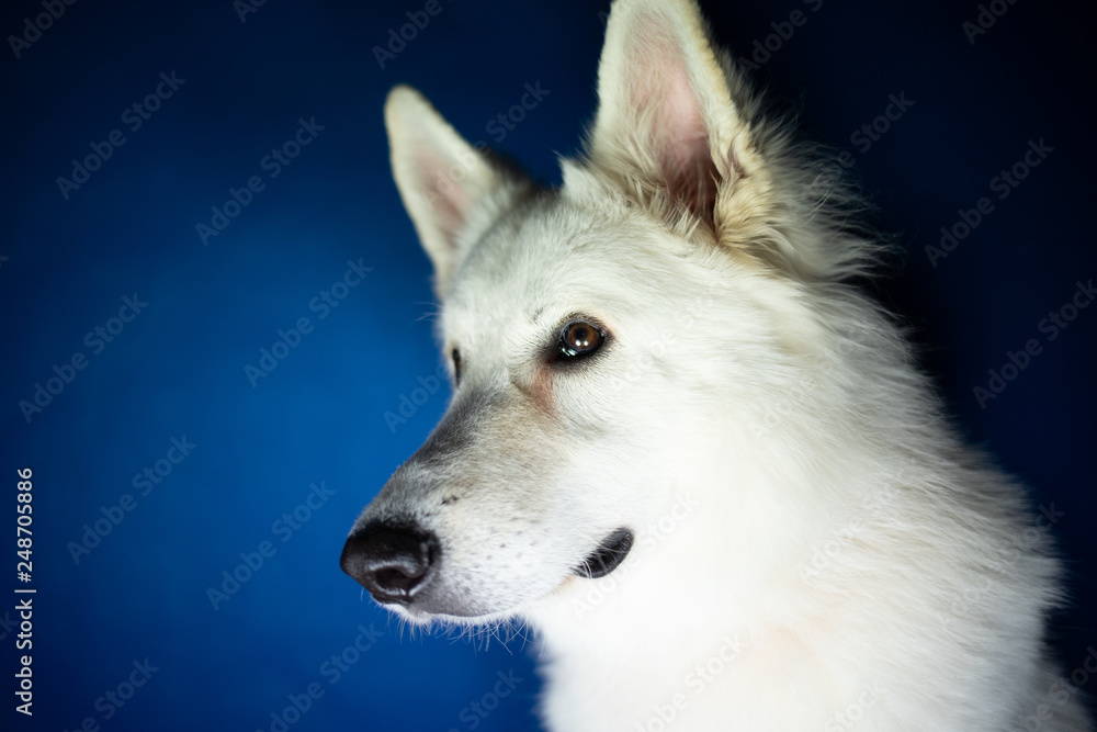 Portret psa na niebieskim tle