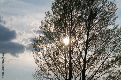  sun behind a tree
