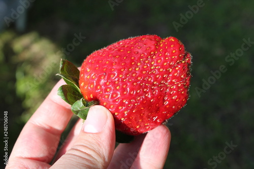 strawberry in hand