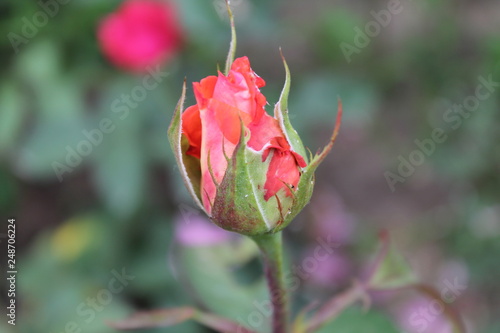 red rose in the garden