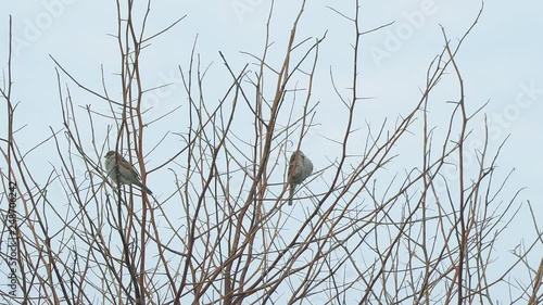 Sparrows sitting on the bare branches of a Bush on a cloudy day. Camera panning photo
