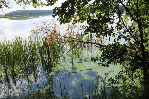  plants on the pond
